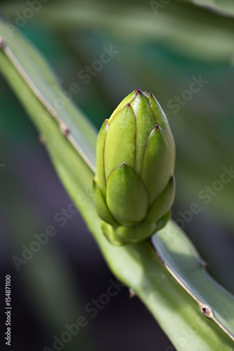 Dragon fruit or pitaya when young (Hylocercus undatus(Haw) Brit. & Rose.).