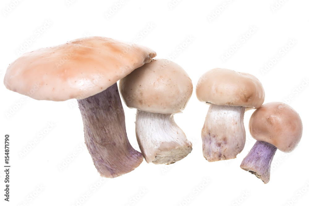 Mushrooms with a blue foot on a white background Mushrooms with a blue foot on a white background