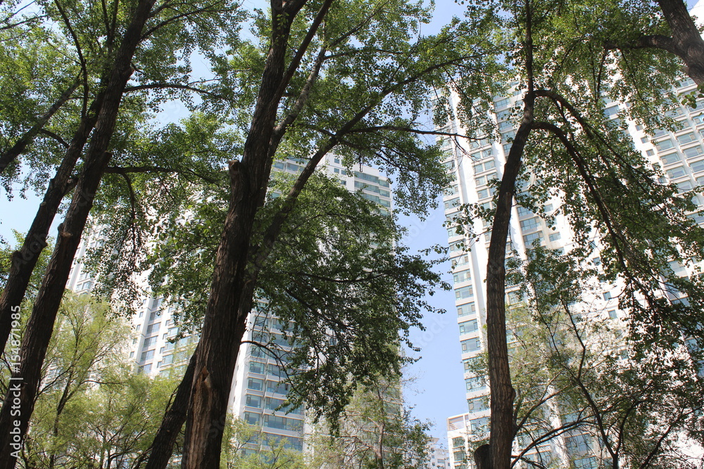 Fototapeta premium Buildings through the Trees in Qinghai China Asia