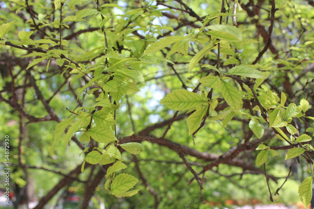 Spring Leaves on Trees in Qinghai China Asia Spring Leaves on Trees in Qinghai China Asia