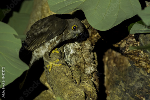 Cute animal world,Brown Hawk-owl in nature (Ninox scutulata) photo