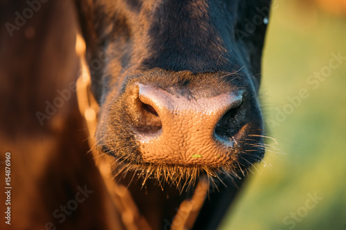 Fotografía Close Up Of Cow Nose, Mouth In Sunny Evening Light At Sunset