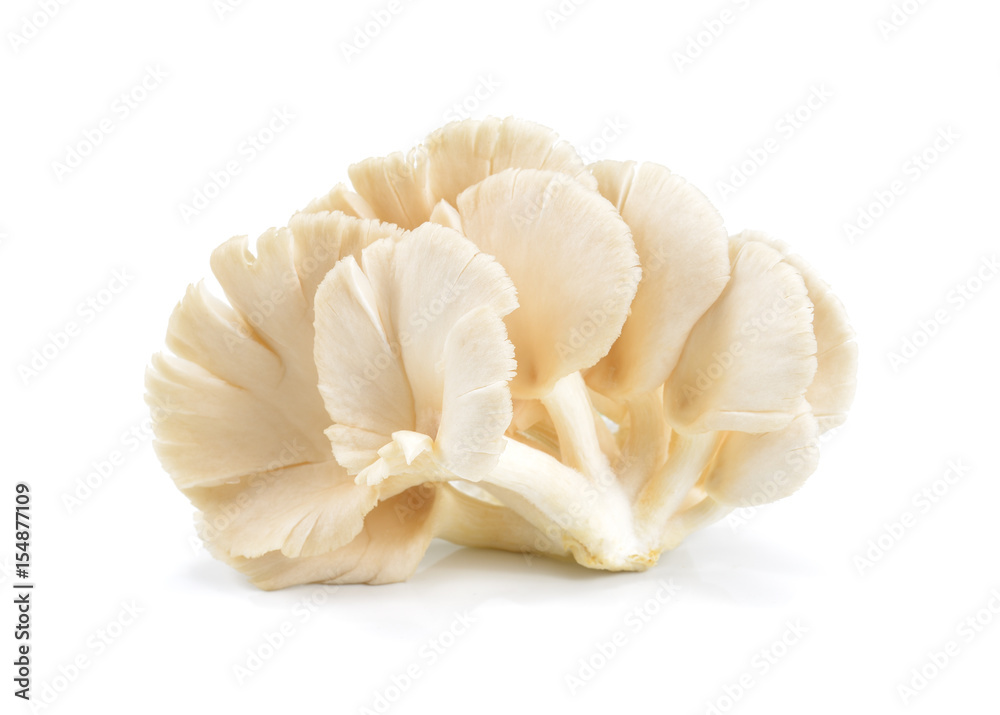 Oyster mushroom on white background. Mushroom brown isolated. Angel mushroom