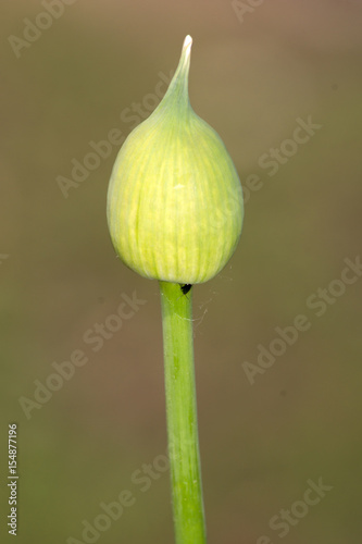 Giant Ornamental onion  Allium giganteum 