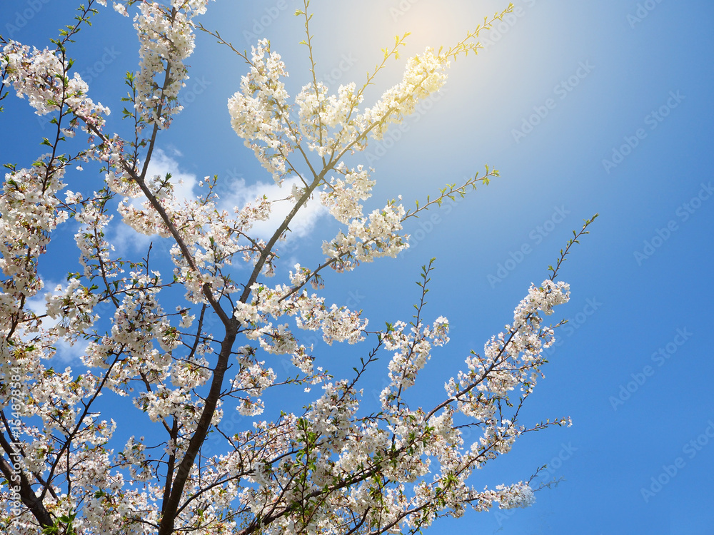 Branch of White cherry blossom (sakura) in spring season of Japan against blue sky