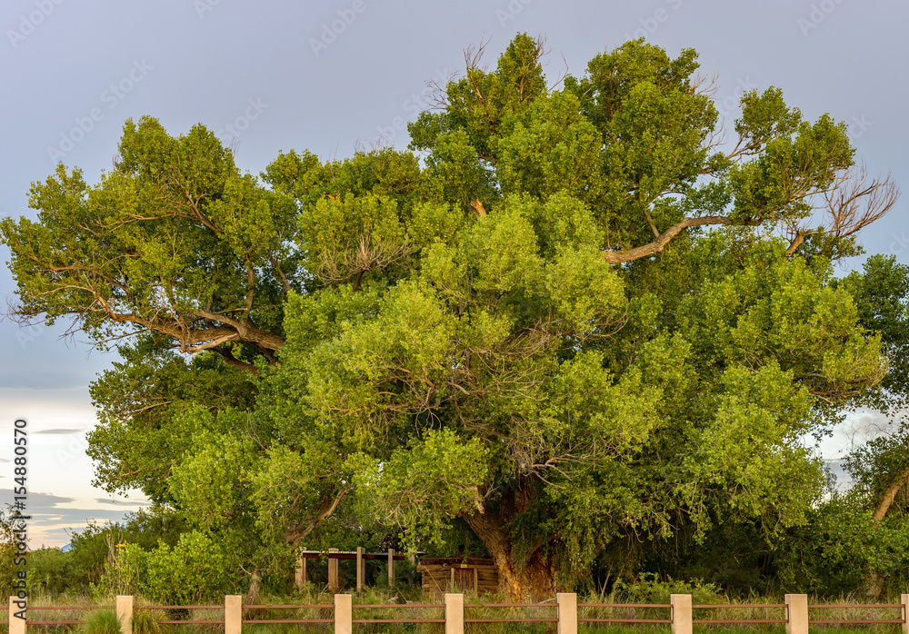 Obraz premium Cottonwood tree on San Pedro River