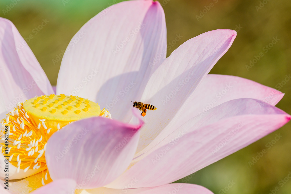 beautiful pink waterlily or lotus flower in pond beautiful pink waterlily or lotus flower in pond