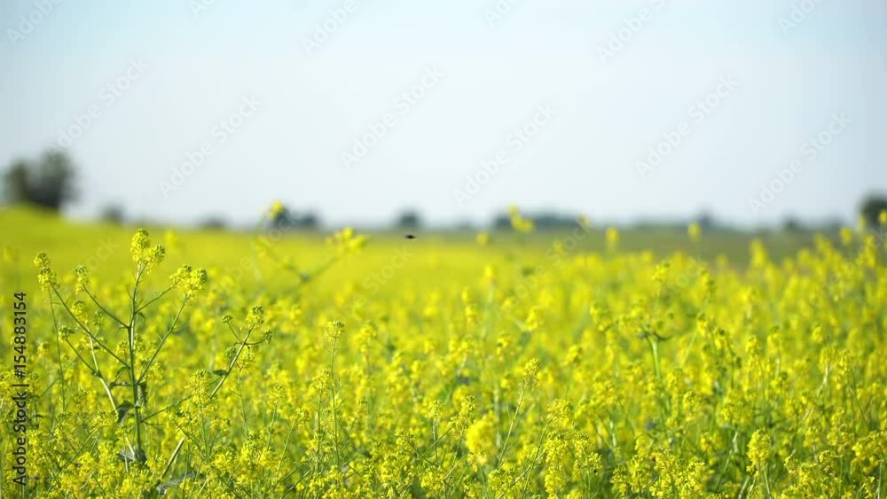 Rapeseed field, farmland background video, available in 4K 2160p and 1080p Rapeseed field, farmland background video, available in 4K 2160p and 1080p
