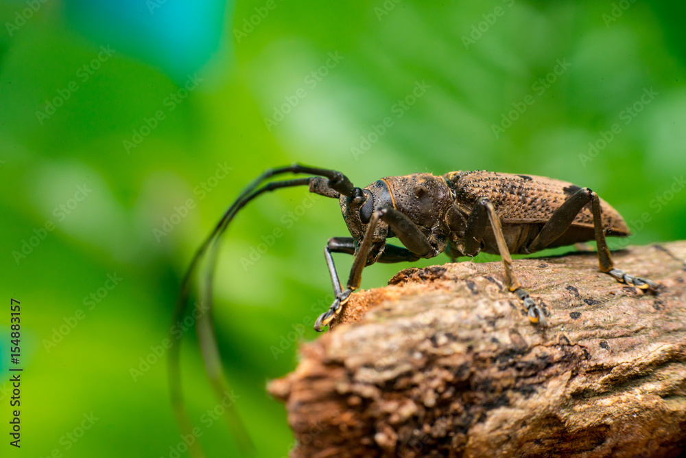 Left view of brown Spined Oak Borer Longhorn Beetle (Arthropoda: Insecta: Coleoptera: Cerambycidae: Elaphidion mucronatum) crawling on a tree branch isolated with buttery, smooth, green background