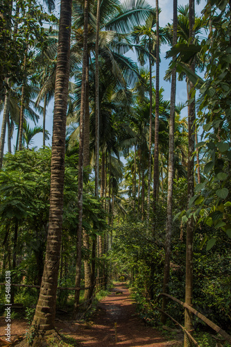 Jungle in tropical spice plantation, Goa, India