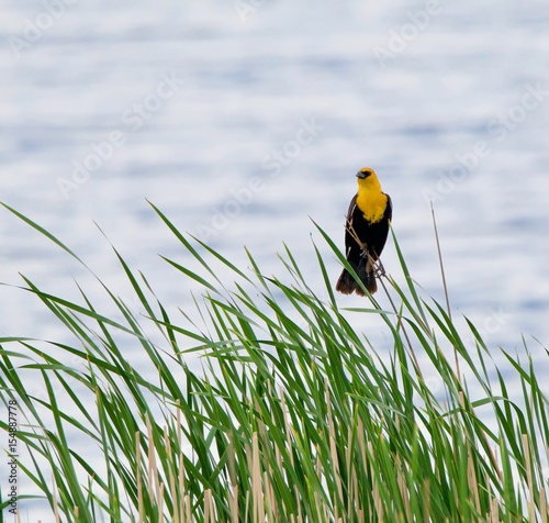 Yellow Headed Blackbird surveys his territory
