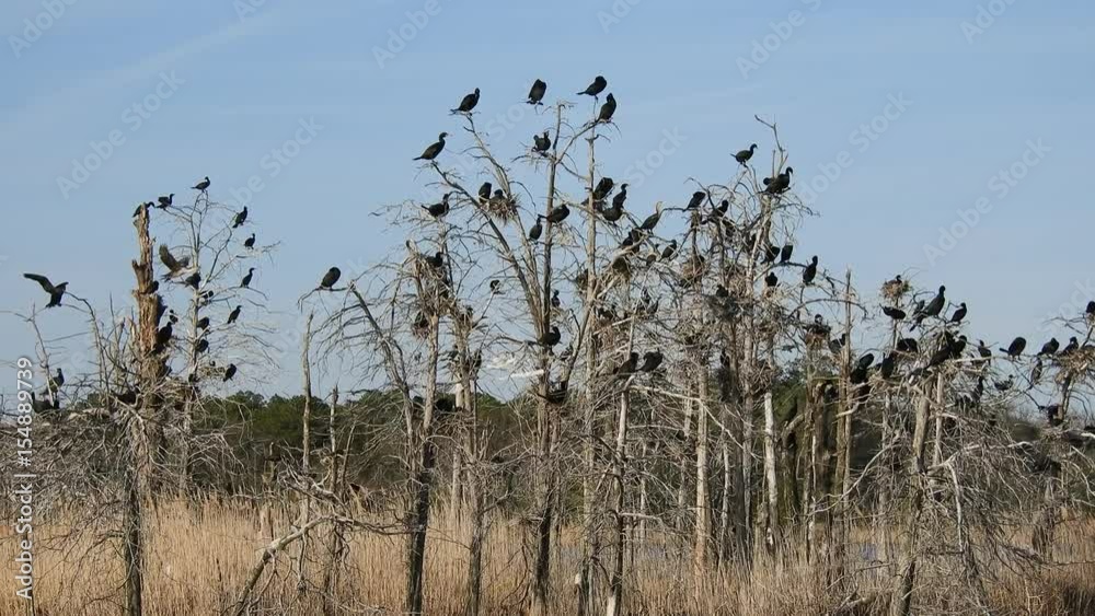 Double-crested Cormorant Rookery and Nesting Site Double-crested Cormorant Rookery and Nesting Site