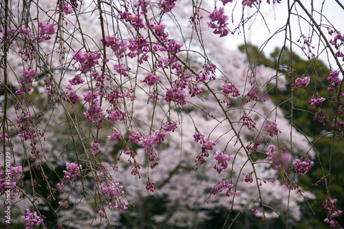 紅枝垂桜