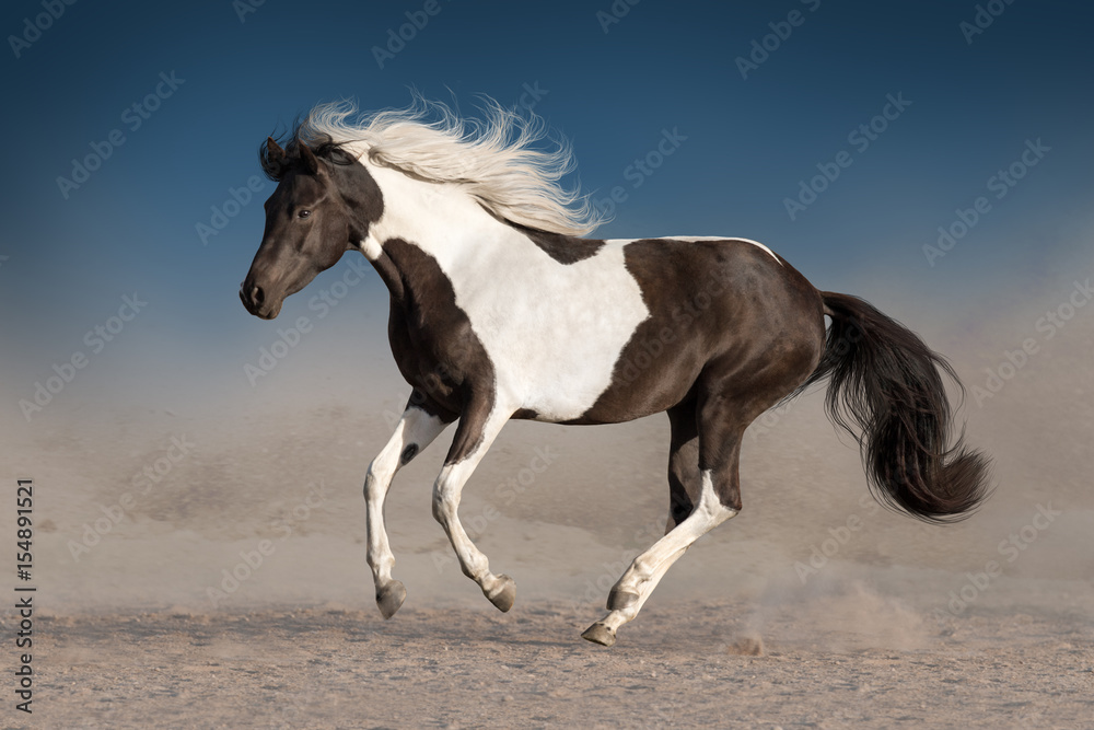 Photo & Art Print Beautiful piebald horse with long mane run gallop in  desert dust against dark sk