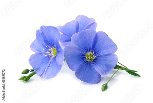 Flax blue flowers . © margo555