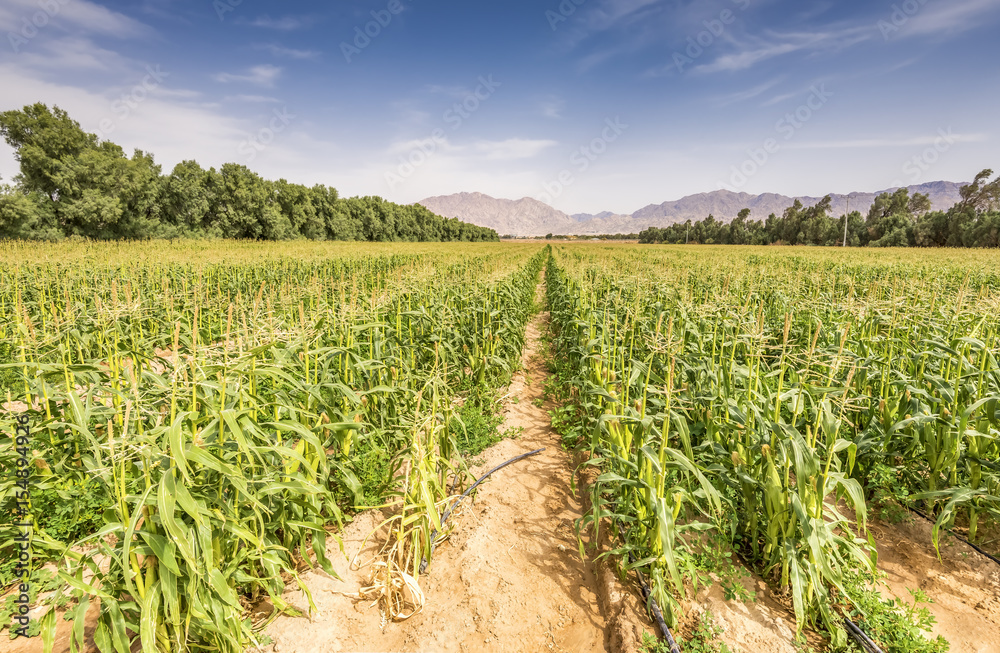 Field with ripening corn in the Negev desert, Israel. The photo was taken in advanced agriculture area near a border between Eilat and Aqaba cities
