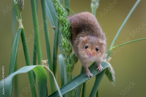 very close image of a harvest mouse balancing on the stems of wheat corn crops and staring forward