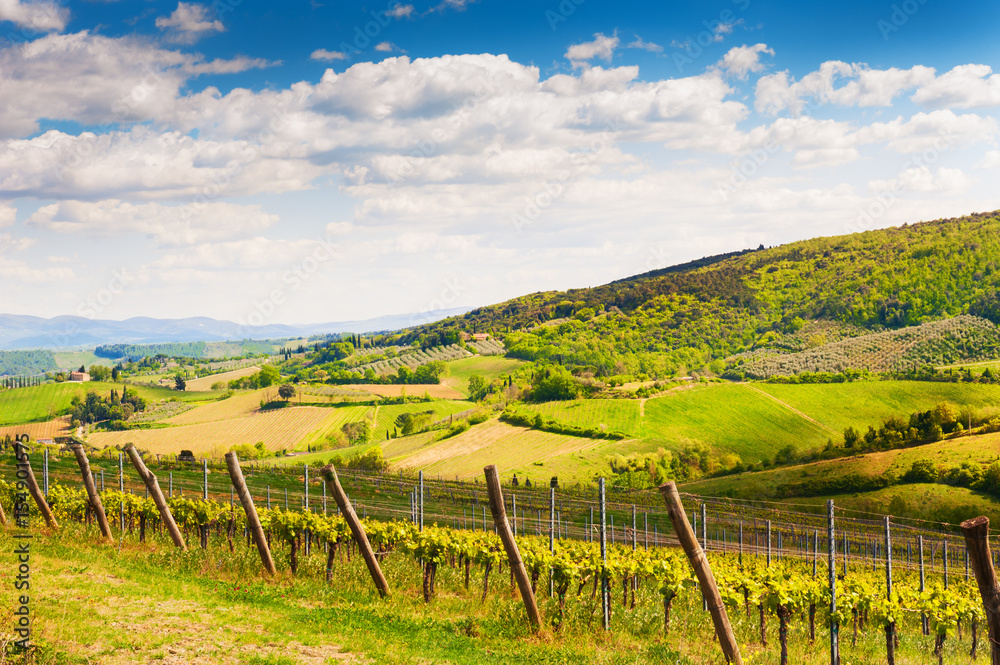 Young vineyard on the hills in Tuscany, Italy