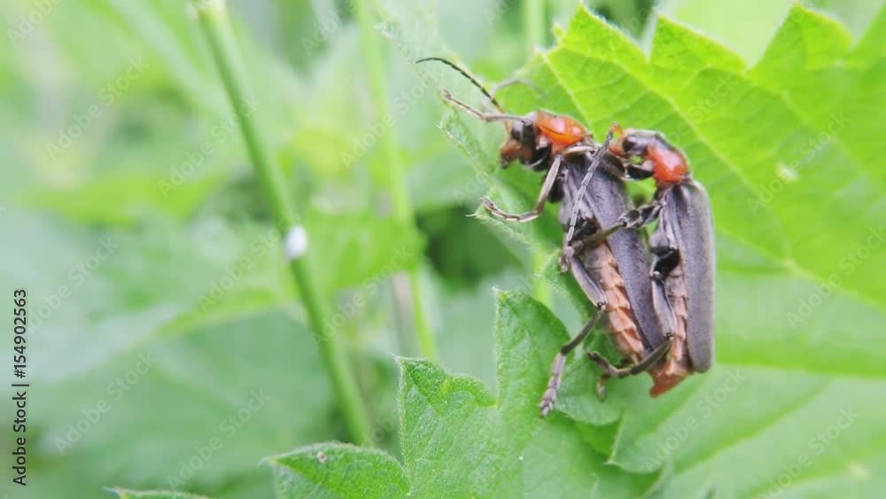 Gemeiner Weichkäfer, Cantharis fusca, Paarung