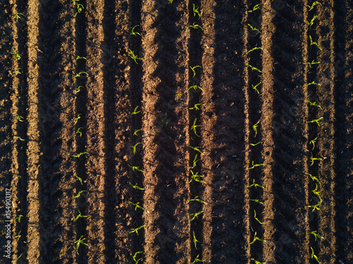 Aerial view of cultivated corn furrows