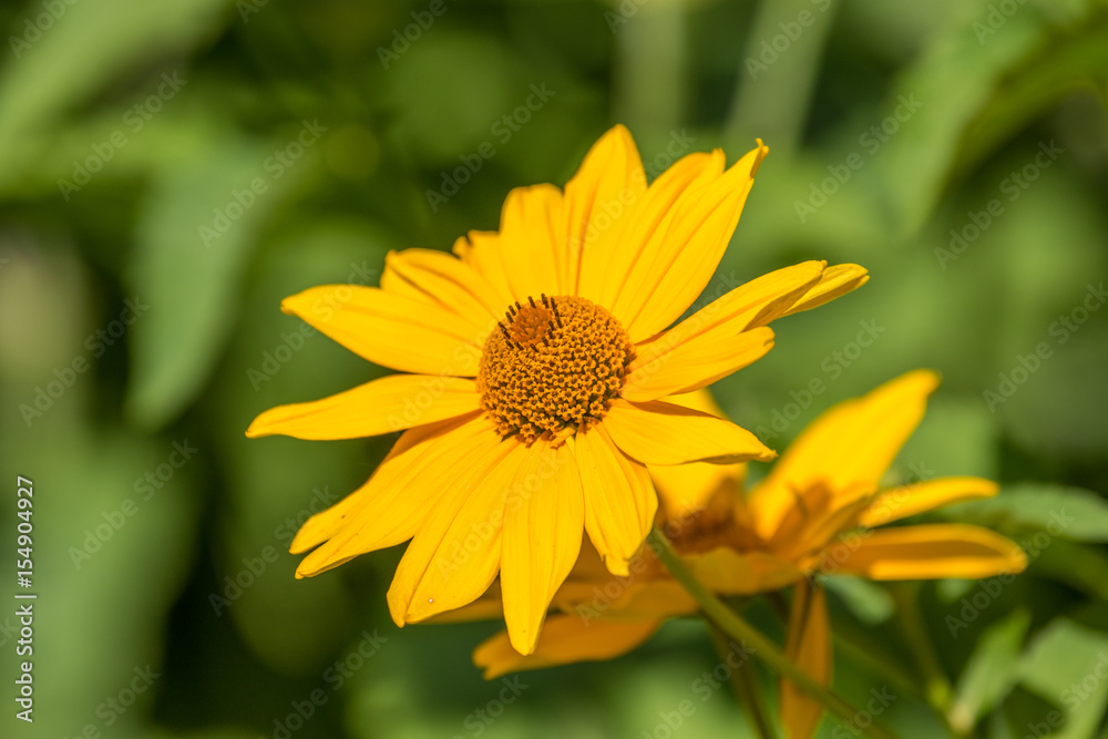 Flowers in a botanic garden in the sun Flowers in a botanic garden in the sun