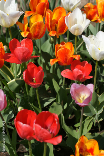 A flower bed of colorful bright tulips.