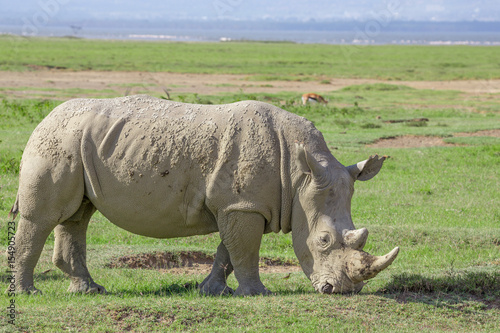 White rhinoceros or Ceratotherium simum in savanna