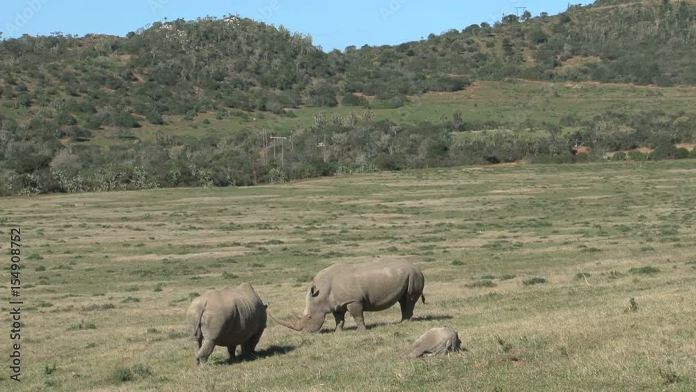 Little Rhino with parents Little Rhino with parents