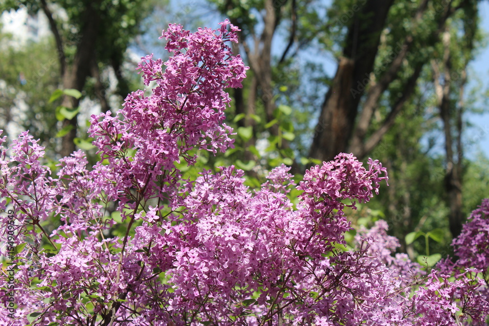Obraz premium Purple Lilacs Blossoming in Xining Qinghai China Asia