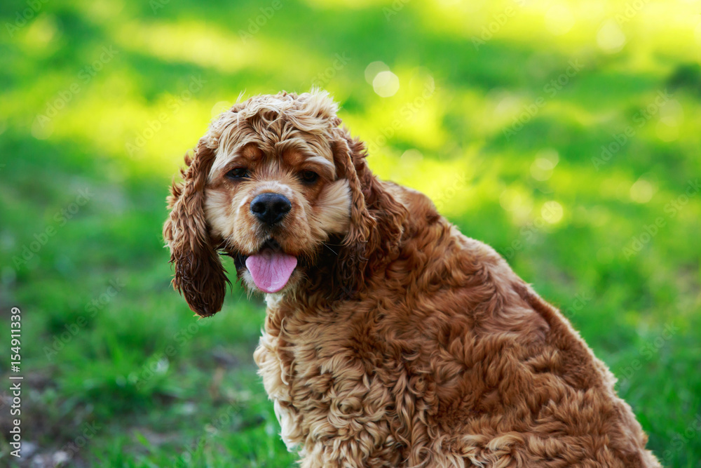 Fototapeta premium dog breed American Cocker Spaniel