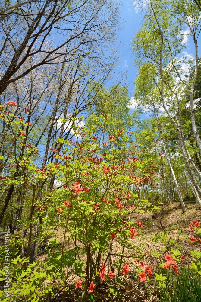 Japanese white birch and azalea in spring