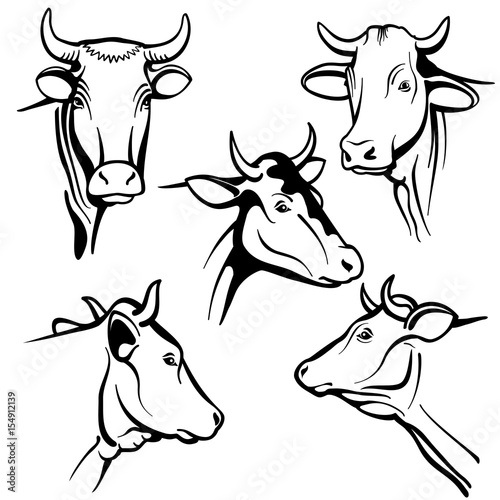 Isolated cow head vector portraits, cattle faces for farm natural dairy products packing