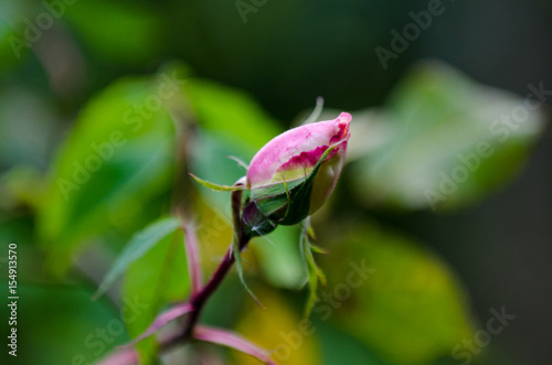 Rosebud in spring time   © Aurelian Nedelcu