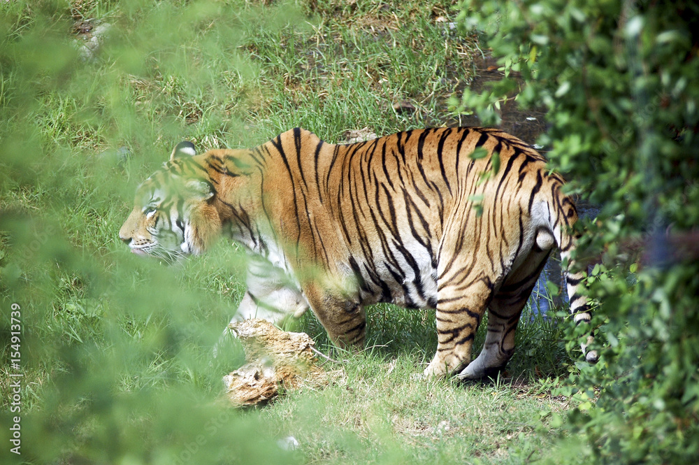 Fototapeta premium Tigre entre la maleza.