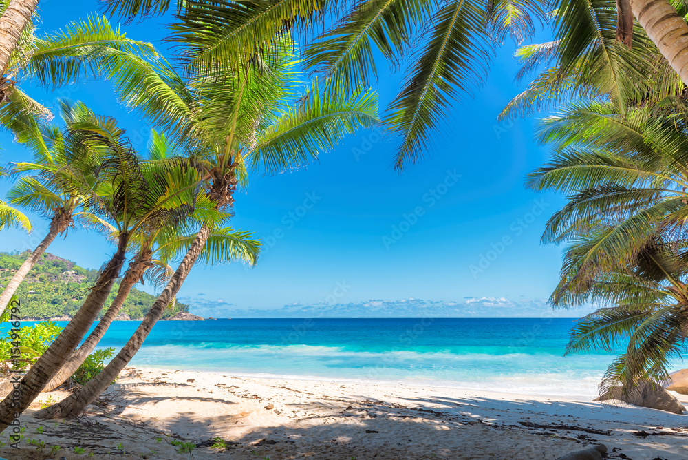 Palm trees on tropical beach.