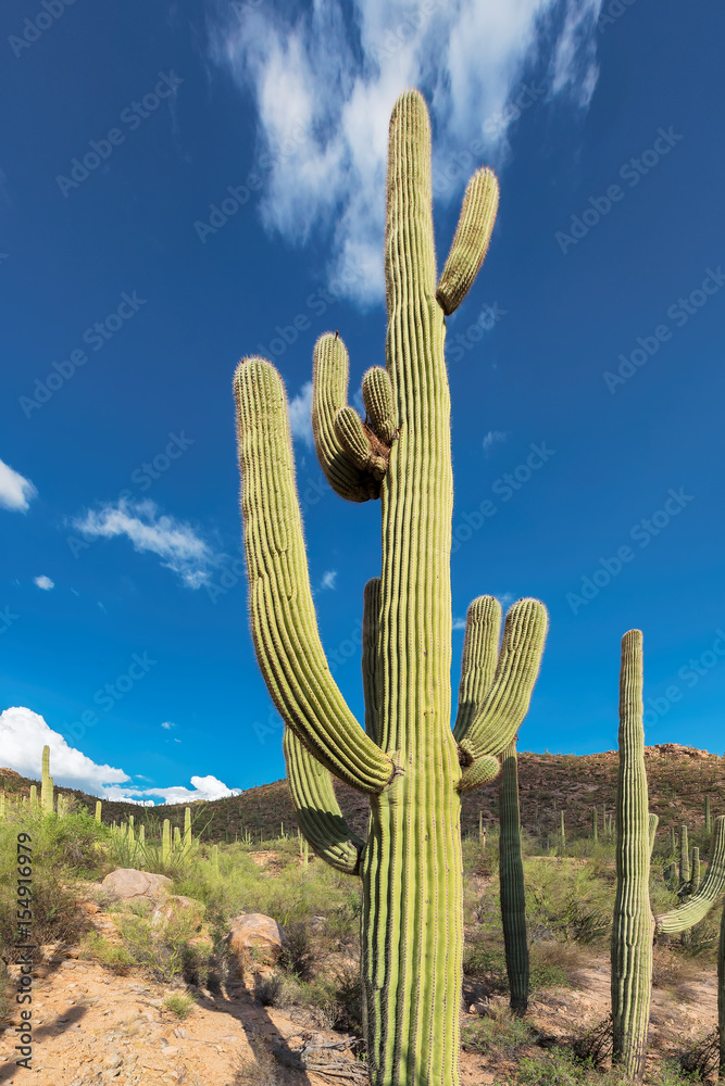 Giant Saguaro cactus.