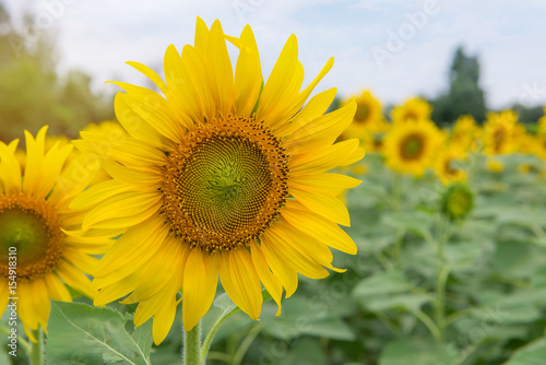 beautiful of Sunflower blooming in Sunflowers garden