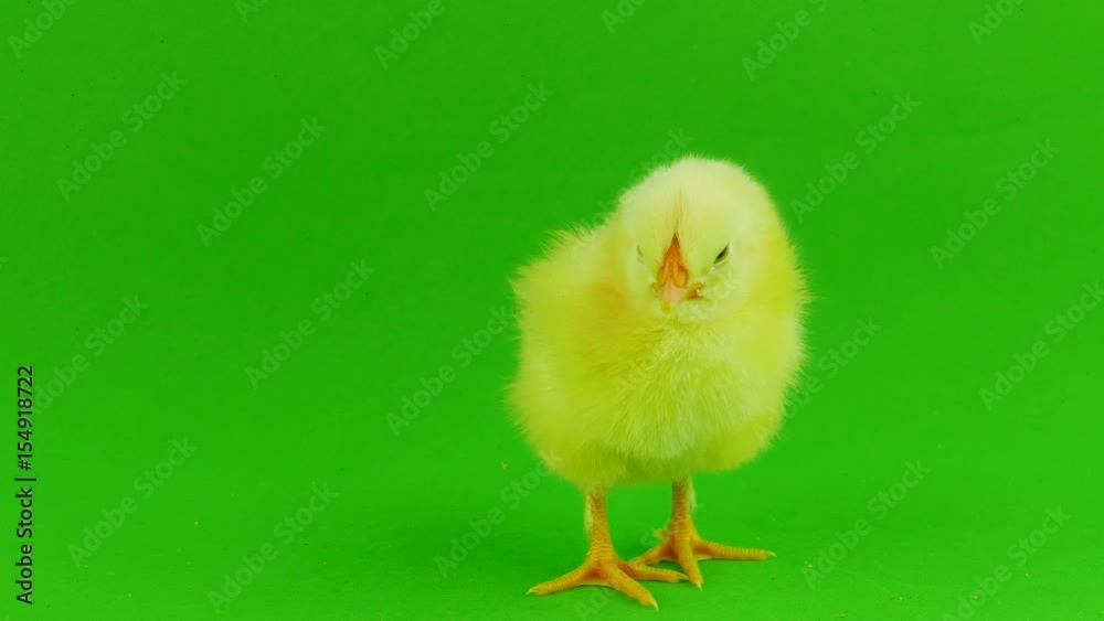 Chick on a green background Chick on a green background