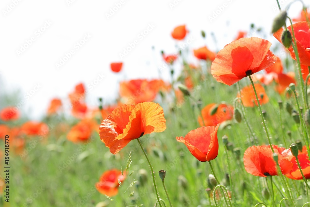 Obraz premium Poppies field