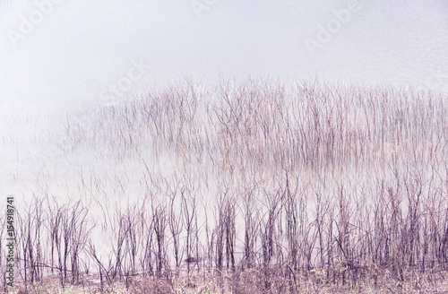 Dead trees in lake with vintage filter.