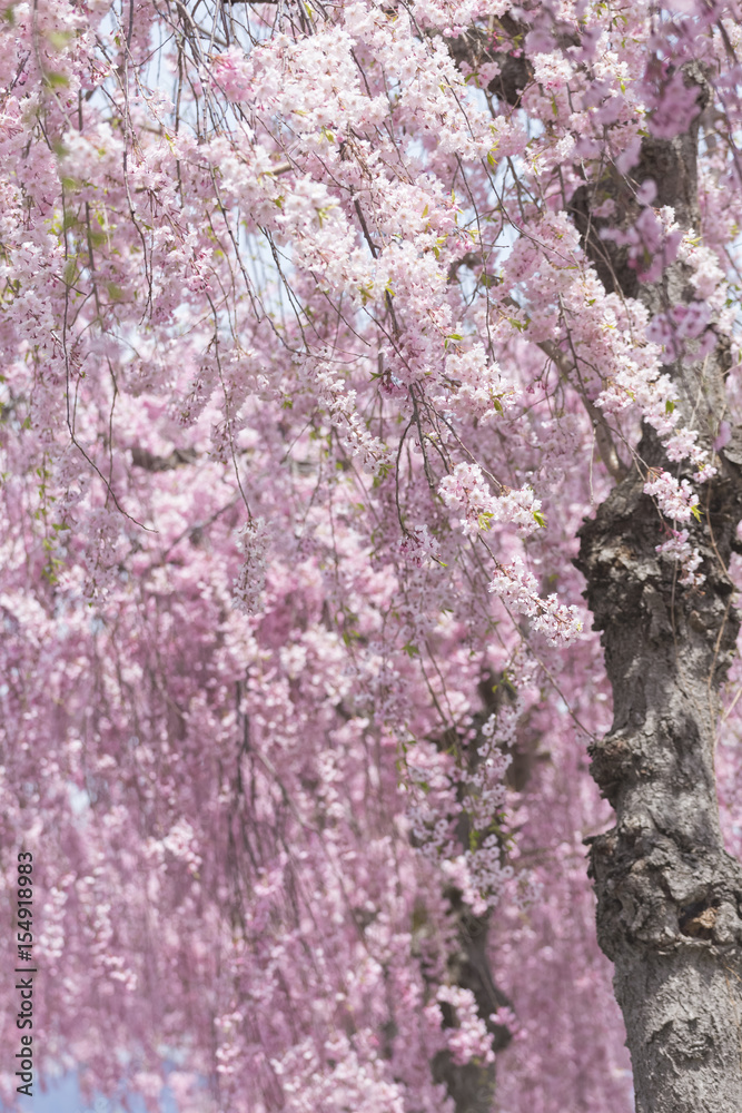 weeping cherry blossom