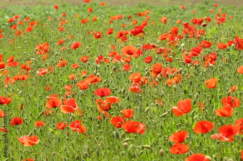 Poppies in field 