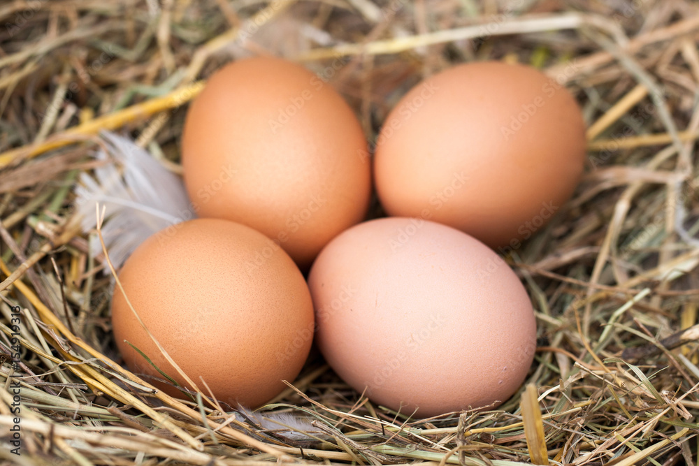 four chicken eggs lying in the nest of straw four chicken eggs lying in the nest of straw
