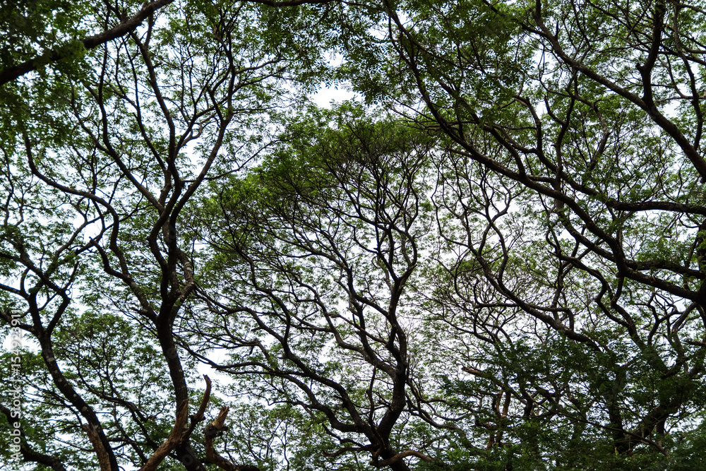Tree branches on blue sky background Tree branches on blue sky background