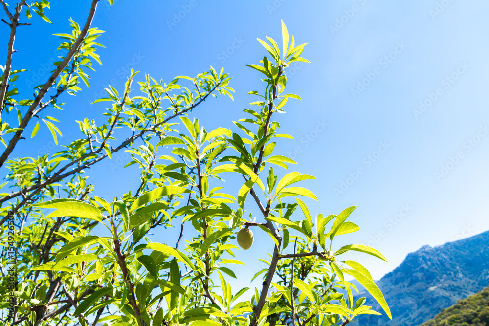 Green almond tree branch with fresh almonds shells in spring . Green almond tree branch with fresh almonds shells in spring .