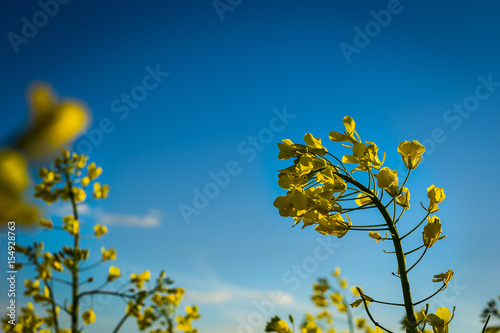 Rapeseed field, Blooming canola flowers close up. Rape on the field in summer. Bright Yellow rapeseed oil. Flowering rapeseed,Rapeseed field in sunset,Yellow oilseed rape flower (differential focus)