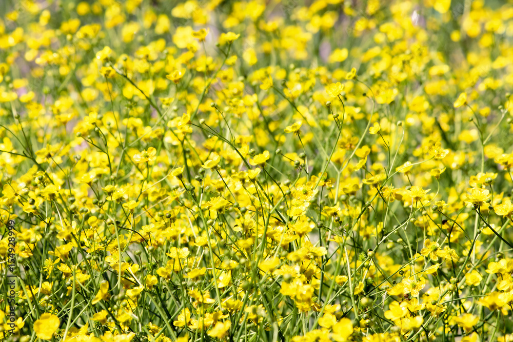 Obraz premium buttercup field