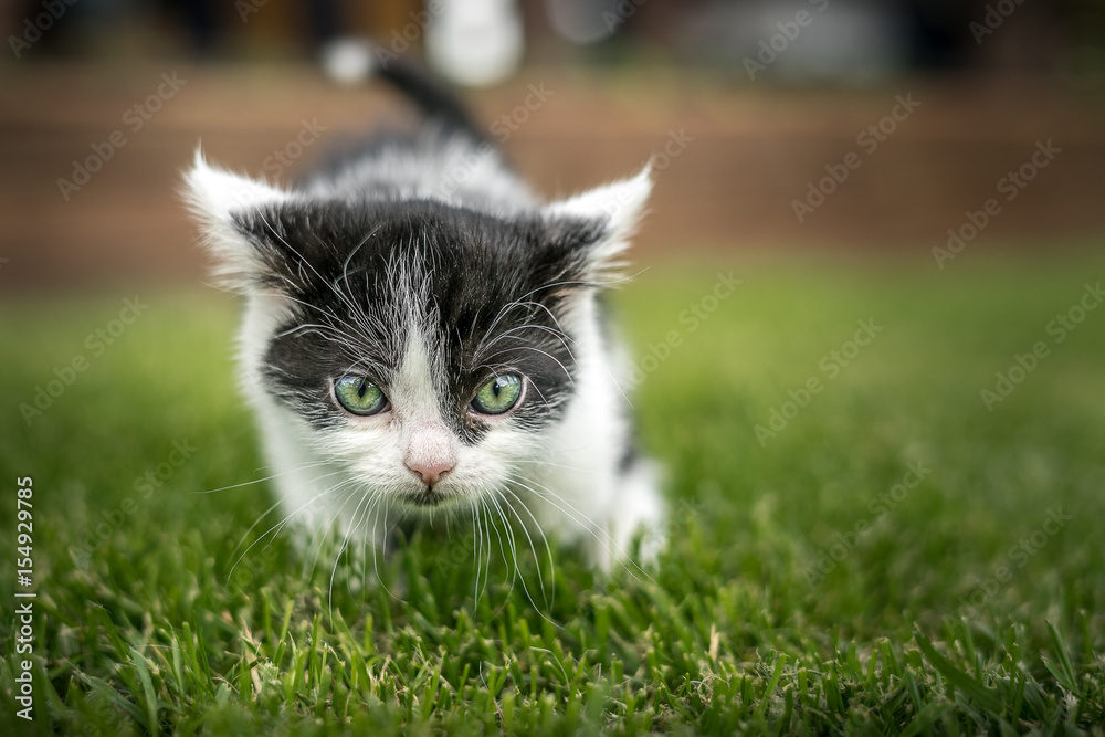 Katzenbaby schwarz weiss mit grünen Augen