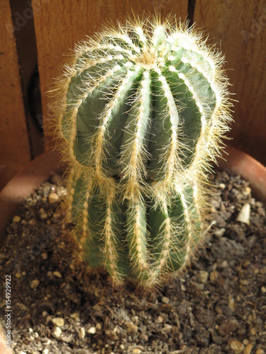 cactus photo