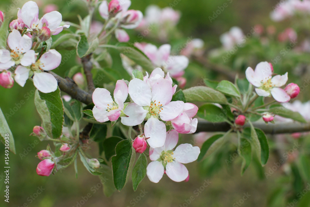 Fototapeta premium Blooming young apple tree